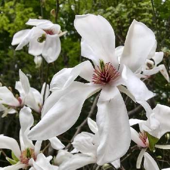 大自然原生林の画像 by K2さん | お出かけ先とコブシと山pic⛰とわりと好きシリーズ❣️と大自然原生林と大自然はいいなぁ〜❣️と新緑と大自然大好き仲間❣️と白い花と白い花シリーズ❣️