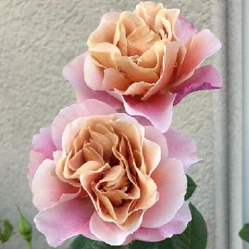 ディスタントドラムスの画像 by yuiさん | 小さな庭とディスタントドラムスとガーデニングとバラ 鉢植えとばら バラ 薔薇