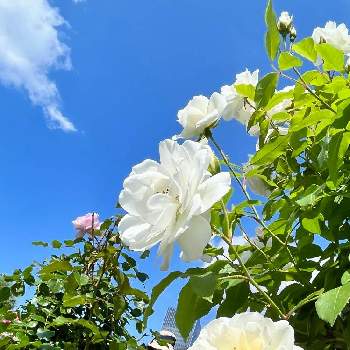 西武池袋の空中庭園の画像 by ひろりん♪さん | 青空とiPhone撮影と西武池袋の空中庭園とばら バラ 薔薇