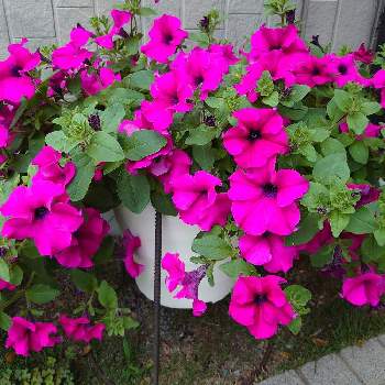 お花大好きの画像 by MIZUさん | 玄関とお花大好きとはなのある暮らしとおうち園芸とサマーサフィニア