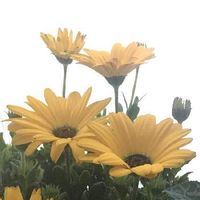 ディモルフォセカ,ディモルフォセカ☆,黄色のお花,お花大好き✨,癒し…♡の画像