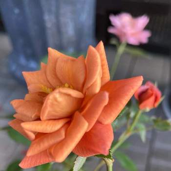 拡大の画像 by ⌘Juneberry⌘さん | ミニバラ　テディベアとオレンジ色の花と咲き始めましたとベランダガーデニングと鉢植えと可愛いとつぼみ♡と今朝のベランダと拡大