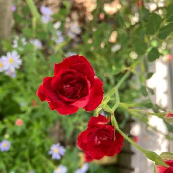 赤い花の画像 by ゆあんさん | 小さな庭とレッドキャスケードと庭のお花と幸せとばら バラ 薔薇と小さな小さな花と極小ミニバラと花のある風景とバラ・ミニ薔薇とバラ大好きとつるバラと薔薇が好きと赤い花と花に癒される日々とガーデニングとバラ・ミニバラと花が好きと小さな幸せと赤いバラと地植えの花