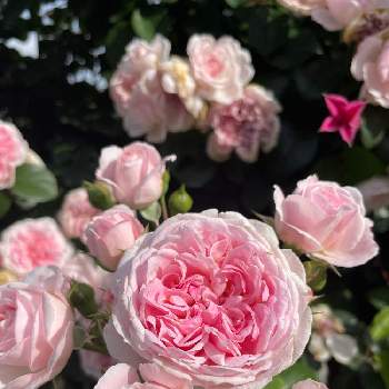 京成バラ園の画像 by Cindyさん | お出かけ先とシンデレラとバラ園と花散歩とばら バラ 薔薇と京成バラ園と癒しと金曜ローズショーと美しい