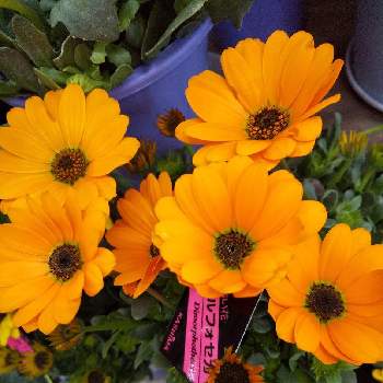 ディモルフォセカの画像 by ノッコちゃんさん | 玄関とディモルフォセカと可憐な花と大切な癒やしとオレンジ色の花とおきにいり ♡と♥︎すてき♥︎と花のある暮らし