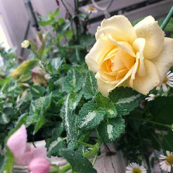 ラミウム♪の画像 by sさん | 小さな庭とラミウムとばら バラ 薔薇とピンクの花と花のある生活とピンク❤︎ピンクとナチュラルガーデンとおうち園芸とラミウム♪とナチュラルスタイルと花のある暮らしとエリゲロン！と白い花とグランドカバーと斑入り。と宿根・多年草と庭の宿根草とカラーリーフと黄色い花