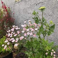 ギョリュウバイ,ブラックレースフラワー,サポナリア・バッカリア,ピンクの花,種からの画像