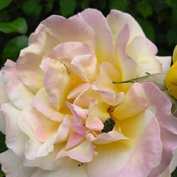 お花は癒しの画像 by ぱん☆ダさん | お花大好き♡と満開とうっすらピンクとご近所と可愛いとピンクの縁取りとお花は癒しと黄色いバラ