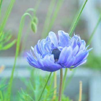 青い花の画像 by たりぴすさん | 広い庭とアネモネと地植えと青い花と春のお花とチーム新潟