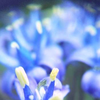 シラー・ペルビアナの画像 by mimozaさん | 小さな庭とシラー・ペルビアナと雨粒シリーズ☆とチームブルーNo.117と雨粒と美しく青きドヨウと青い花マニアとチーム・ブルー