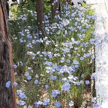 青い花の画像 by まぁさん | 亜麻と青い花と美しく青きドヨウ