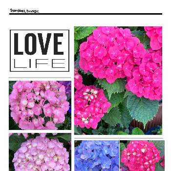 アジサイ科　アジサイ属の画像 by manabeさん | 紫陽花　あじさい　アジサイとアジサイ科とアジサイ科　アジサイ属とバラの鉢植え