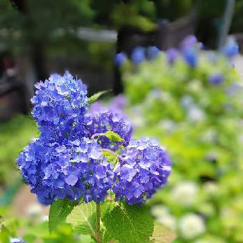 青い花マニアの画像 by チコさん | お出かけ先と紫陽花　あじさい　アジサイとパープルとパープル　紫とおさんぽ日和と植物園とむらさきのはなとチーム・ブルーNo.127と青い花マニア