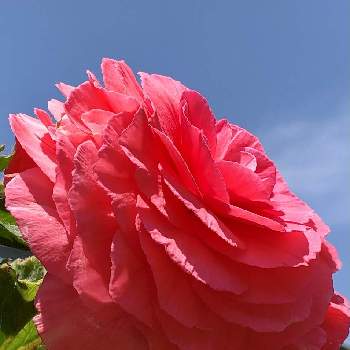 赤い花の画像 by 花土葉さん | お出かけ先とおはようと皆んな幸福にと今日も元気!!と赤い花と球根ベゴニア☆とベゴニア☆