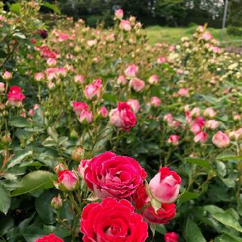 花のある風景の画像 by あっちゃんさん | ばら バラ 薔薇と花のある風景と癒しと伊奈町記念公園と自然が好き