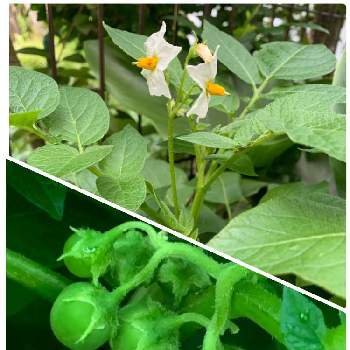 ジャガイモの花の画像 by はなちゃんさん | 小さな庭とジャガイモの花とおうち園芸とおうちde菜園