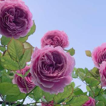 コルデスの画像 by ツキさん | 小さな庭と宿根草の庭とばら バラ 薔薇と薔薇 マリーヘンリエッテとナチュラルガーデンとおうち園芸とイングリッシュガーデンとつるばら♬とカラーリーフガーデンとガーデニングと小さな小さな庭とバラ・ミニバラとコルデス