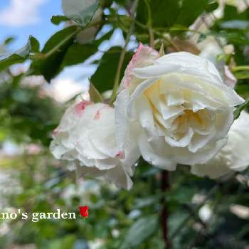 一季咲きの画像 by junoさん | 小さな庭とバラ アルベリックバルビエと一季咲きと薔薇愛同盟とおうち園芸とバラ・オールドローズとGSでバラ園と花のある暮らしとバラ・ミニバラと中輪