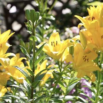 地植えの花の画像 by スローライフさん | 小さな庭とカサブランカと植えっぱなしと球根と今の庭と黄色の花とガーデニングと花のある暮らしと地植えの花