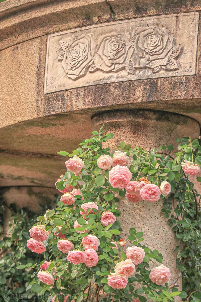 ヒガ君さんの港の見える丘公園への投稿