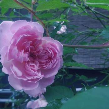 365日薔薇と暮らすの画像 by きらまるさん | 玄関と薔薇愛同盟と薔薇男子と薔薇に魅せられてと薔薇と暮らすとB型と365日薔薇と暮らすとバラのある暮らしと今日の一枚と花のある暮らしとかわいいな♡とロザリアンとバラを楽しむとピンクハンターとチームブルーNo.121