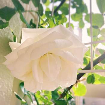 ありがとう♡の画像 by michelleさん | 小さな庭とピエールドゥロンサールと幸せ♡とありがとう♡とバラ・ピエールドゥロンサールとバラ大好きとつるバラといつのまにかとバラの季節とばら 薔薇 バラとバラを楽しむ