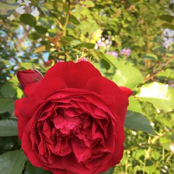 赤薔薇の画像 by あきこさん | 小さな庭とばら バラ 薔薇と毎日ローズショーとお家園芸と美しいと綺麗と赤い花と真っ赤と薔薇♪と赤い薔薇♡と赤薔薇とフロレンティーナ バラ
