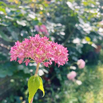 咲いてくれてありがとう❤の画像 by rose antiqueさん | 小さな庭と庭の楽しみと癒される♡とmy gardenと可愛いな♡と咲いてくれてありがとう❤とアナベル❁と紫陽花♡とピンクアナベル♪