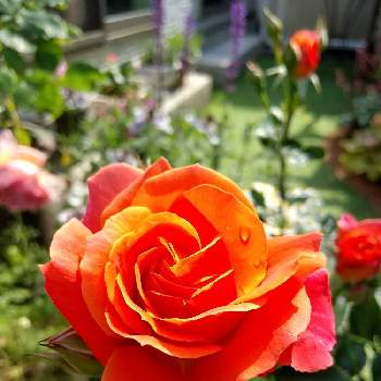 出勤前の画像 by yukimidaihukuさん | 小さな庭とディズニーランドローズとばら バラ 薔薇とバラのある暮らしとナチュラルガーデンとイングリッシュガーデンと出勤前とバラ・ミニバラ