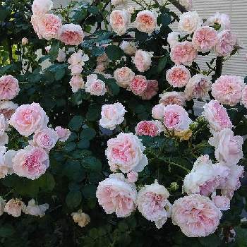 コルデスの画像 by 庭野華子さん | 小さな庭とシンデレラとツル シンデレラとばら バラ 薔薇とバラのある暮らしとPinkRoseとバラが好きと花のある暮らしと薔薇♪とロザリアンとコルデスとrose