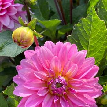 良い一日をの画像 by misumi (美澄)さん | 良い一日をと可愛い花といつもありがとうと綺麗な花とiPhone撮影