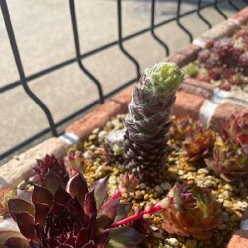 センペルビューム の投稿画像一覧 Greensnap グリーンスナップ