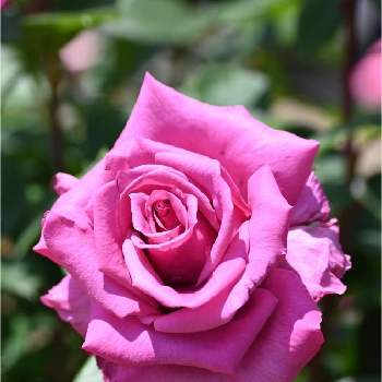 紫色のバラの投稿画像一覧 Greensnap グリーンスナップ