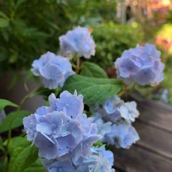 ヤマアジサイ イヨジシテマリの画像 by まんまドーラさん | 小さな庭とヤマアジサイ イヨジシテマリと無修正とわれら17年組と青い花とその葉を写そう！2022と青い花とナチュラルガーデンと植中毒とチームブルーNo.070と花いろいろと癒し…♡と花のある暮らしと青い花マニアとチーム・ブルー