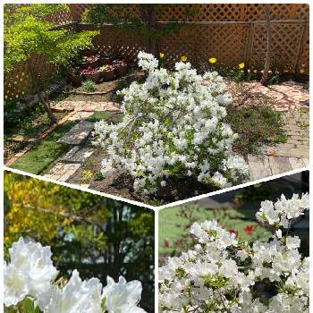 ツツジの花の画像 by 空色さん | 小さな庭と北海道と ツツジと白いツツジとツツジの花