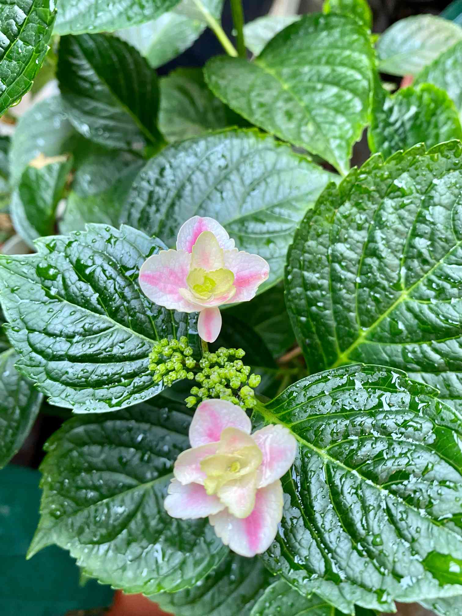 紫陽花 きらきら星の一覧｜🍀GreenSnap（グリーンスナップ）