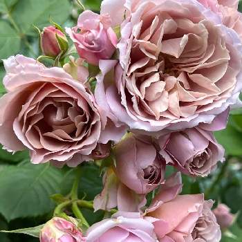 バラ いおりの画像 by vogel ②さん | 小さな庭とバラ いおりとばら バラ 薔薇と和バラ♡