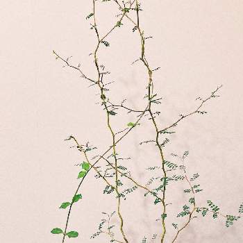 火星人 フォッケアの画像 by tanikumiさん | 多肉植物と観葉植物とソフォラ ミクロフィラ リトルベイビーとコーデックスと塊根植物と火星人 フォッケア