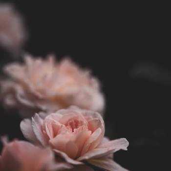loveの画像 by jamさん | お出かけ先とWEEKEND FLOWERと私のパワースポットと薔薇*とflowersと癒しとloveと薔薇園と花いろいろとThanksと花のある暮らしと感謝しかないとrose