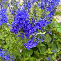 ベロニカ,幸せの青い花,夢のような青,青い花とその葉を写そう！2022,癒しの植物の画像
