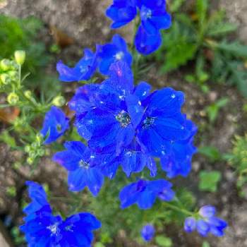 癒しの植物の画像 by あっこさん | 小さな庭と楽しんでますと幸せの青い花と夢のような青と青い花とその葉を写そう！2022と癒しの植物と青い花とおうち園芸と自己満ガーデンと青色が好きと美しく青きドヨウと元気に育ててますよとブルーの花と青い花マニアと青い花大好きとひらひら