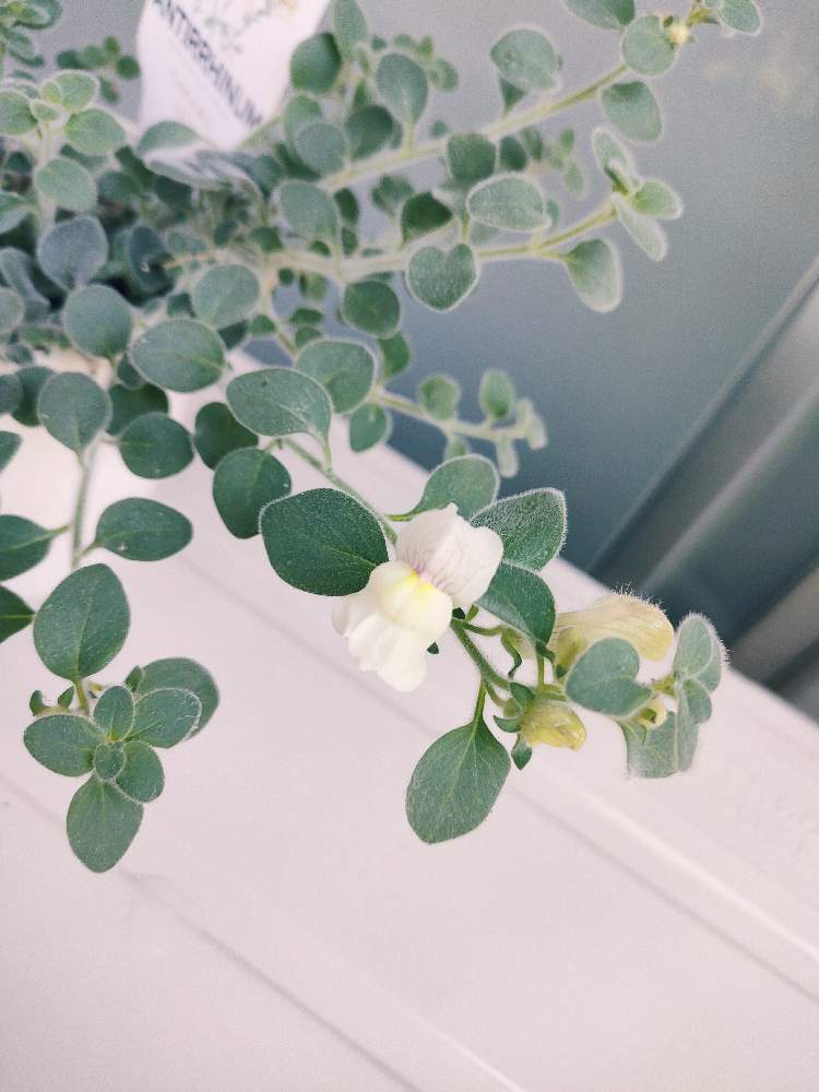 金魚草 アールグレイの投稿画像 By とまとちゃんさん バルコニー ベランダと香りのある花とさいた とベランダガーデニングと金魚草アールグレイと白い花と 香りのある花とさいた とベランダガーデニングと金魚草アールグレイと白い花 22月5月28日 Greensnap