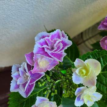 紫陽花 きらきら星 の投稿画像一覧 Greensnap グリーンスナップ