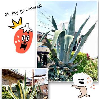 巨大なアガベの投稿画像一覧 Greensnap グリーンスナップ