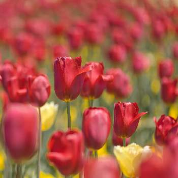 チューリップ,国営みちのく杜の湖畔公園,花いろいろ,君も花が好きなのか,花のある暮らしの画像