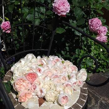 コルデスの画像 by 庭野華子さん | 小さな庭とクリスティアーナと旋律と結愛と和ばらとばら バラ 薔薇とRFKと和バラ 旋律とバラのある暮らしとPinkRoseとローズファームケイジと香りの良いバラとバラ庭とバラが好きと花のある暮らしと薔薇♪とロザリアンとコルデスとバラの収穫祭とrose