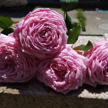 結愛の画像 by 庭野華子さん | 小さな庭と結愛とばら バラ 薔薇とバラのある暮らしと香りの良いバラとバラ庭とバラが好きと花のある暮らしと薔薇♪とロザリアンとバラの収穫祭とrose