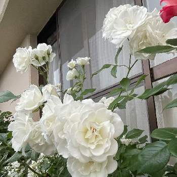 花に癒される日々の画像 by ユーリさん | バルコニー/ベランダとバラ アイスバーグとG,Sの皆さんに感謝とバラ・フロリバンダと植物のある暮らしと植物が好き♡と花に惹かれて癒されると四季咲のバラとティーの中香のバラとドイツのバラと薔薇が好き❤と花に癒される日々と四季咲バラ