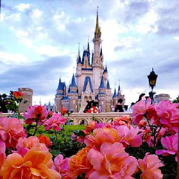 東京ディズニーランドの一覧 Greensnap グリーンスナップ