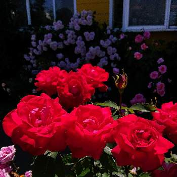 お花に癒されての画像 by ＹＵＭＩＫＯさん | 小さな庭と私の癒し♡と薔薇愛同盟と花が好き❤とわれら17年組とおうち園芸とお花に癒されてと植中毒と名無しのバラと花のある暮らしとYUMIKO薔薇2022と大好き♡︎ʾʾといい色♡